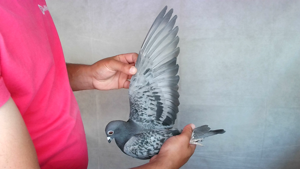 Pigeon image