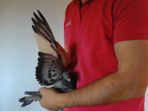 Pigeon image