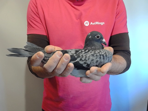 Pigeon image