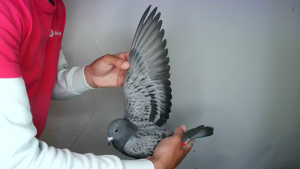 Pigeon image