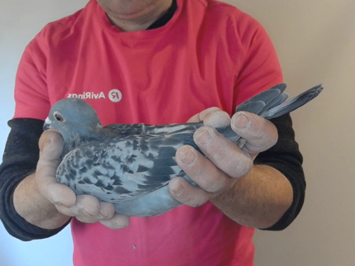 Pigeon image