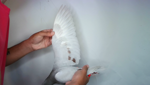 Pigeon image