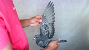 Pigeon image