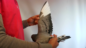 Pigeon image