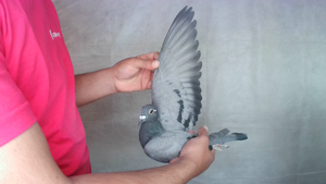 Pigeon image