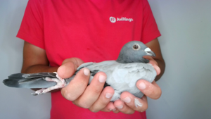 Pigeon image