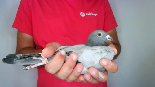 Pigeon image