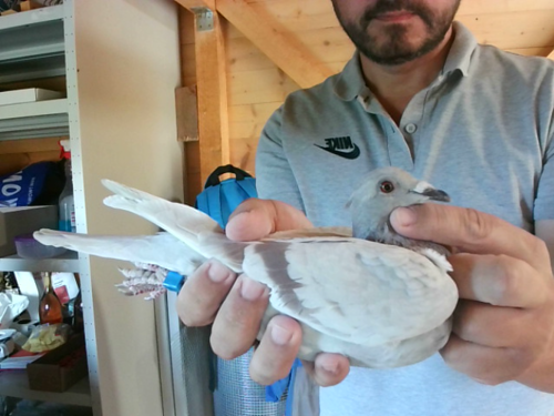 Pigeon image