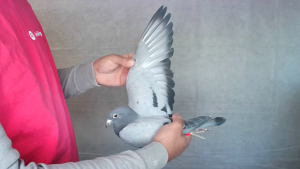 Pigeon image