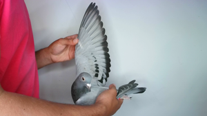 Pigeon image