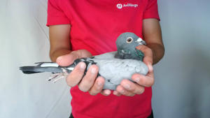 Pigeon image