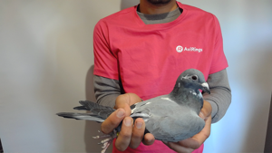 Pigeon image