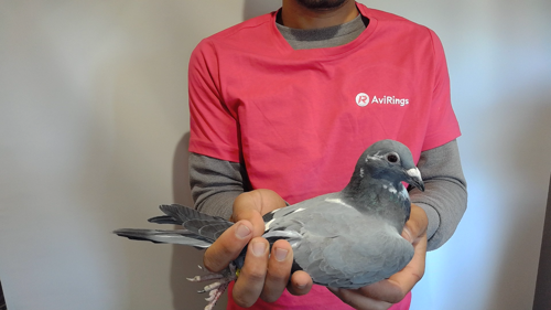 Pigeon image