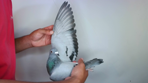 Pigeon image