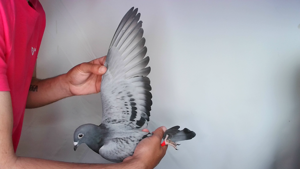 Pigeon image