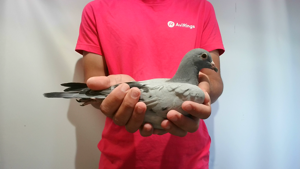 Pigeon image