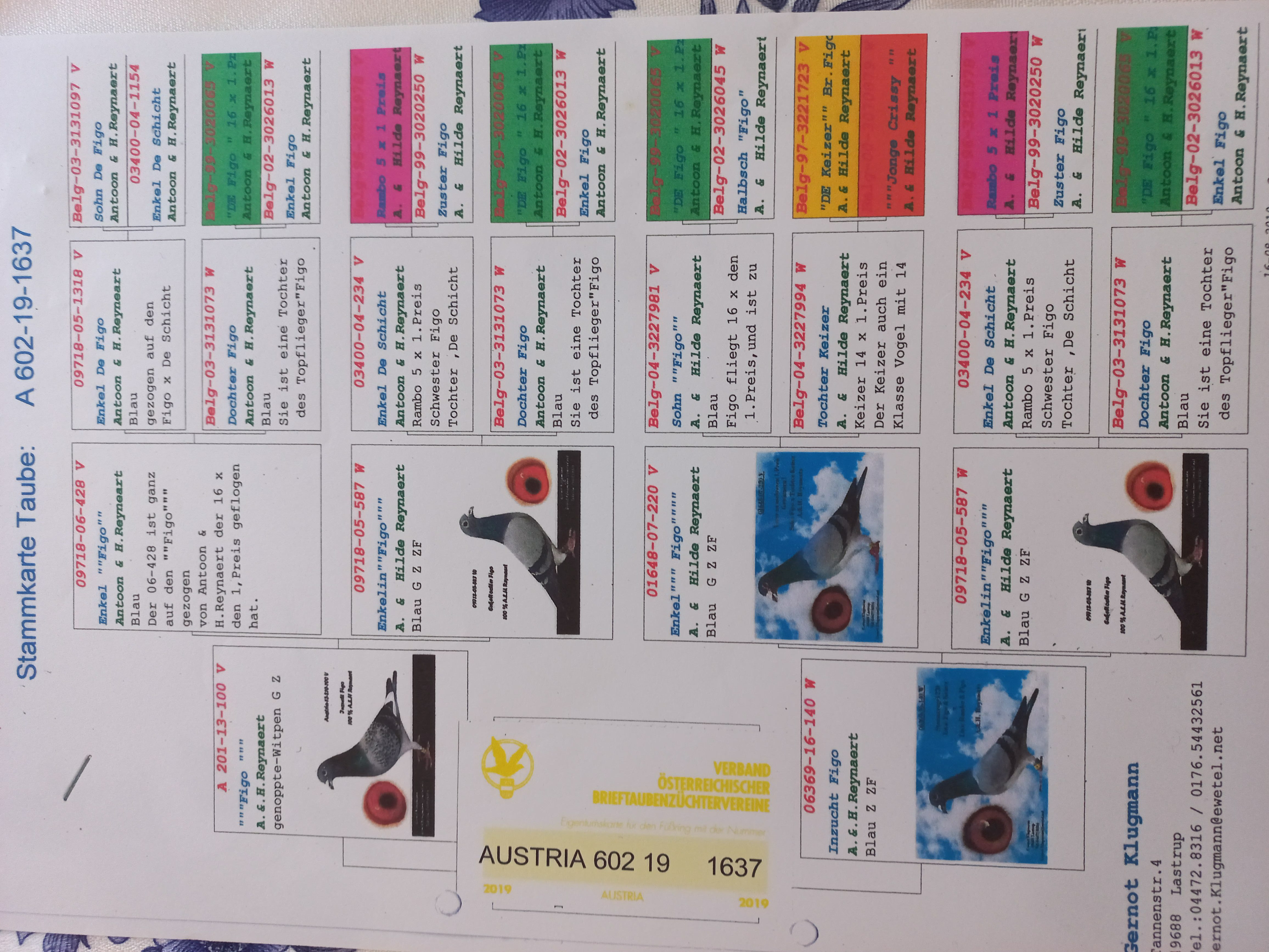 Pigeon pedigree image