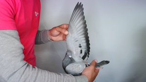 Pigeon image