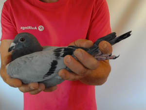 Pigeon image