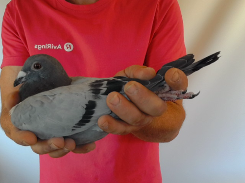 Pigeon image