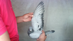 Pigeon image