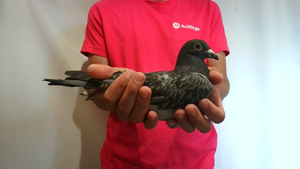 Pigeon image