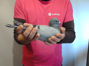 Pigeon image