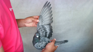 Pigeon image