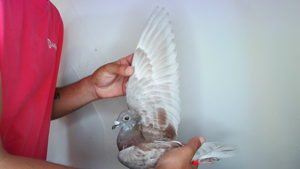 Pigeon image