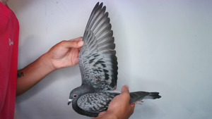 Pigeon image
