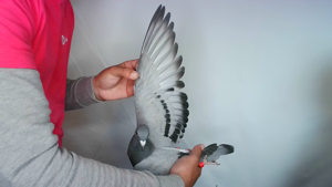 Pigeon image