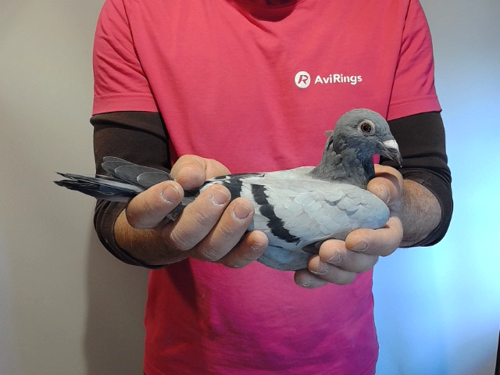 Pigeon image