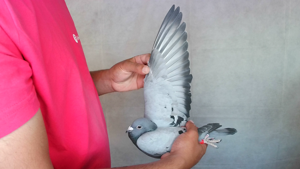 Pigeon image