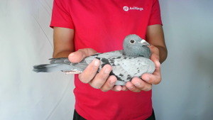 Pigeon image