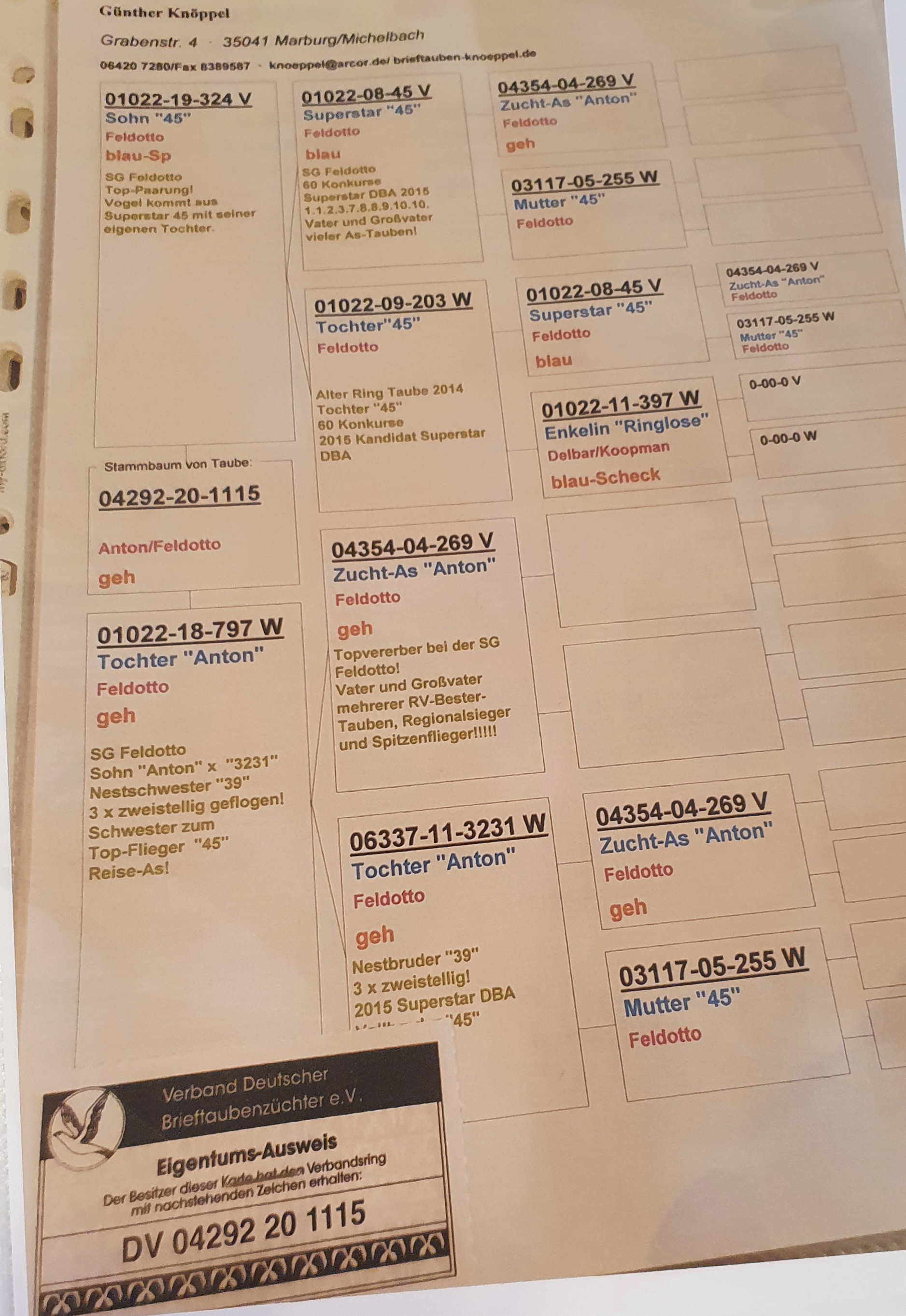 Pigeon pedigree image