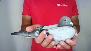 Pigeon image