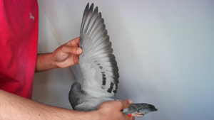 Pigeon image