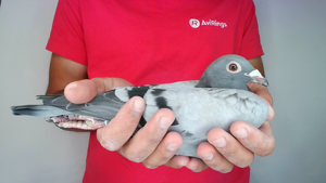 Pigeon image