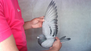 Pigeon image