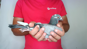Pigeon image