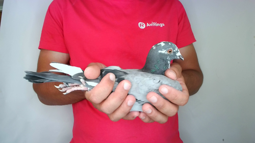 Pigeon image