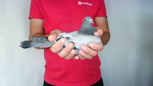 Pigeon image