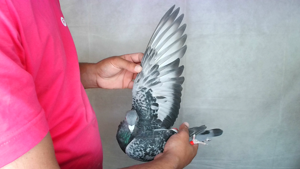 Pigeon image