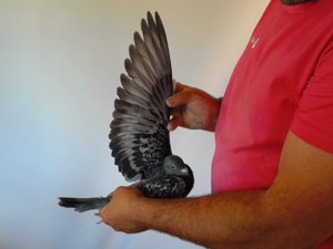 Pigeon image