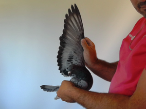 Pigeon image