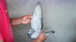 Pigeon image