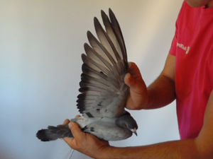 Pigeon image