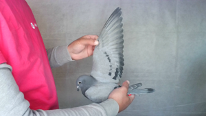 Pigeon image