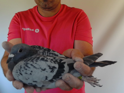 Pigeon image