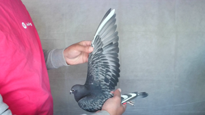 Pigeon image